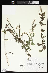 Mentha spicata image