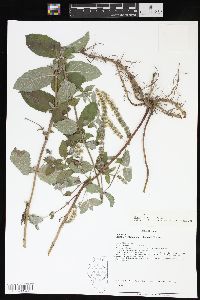 Mentha × villosa image