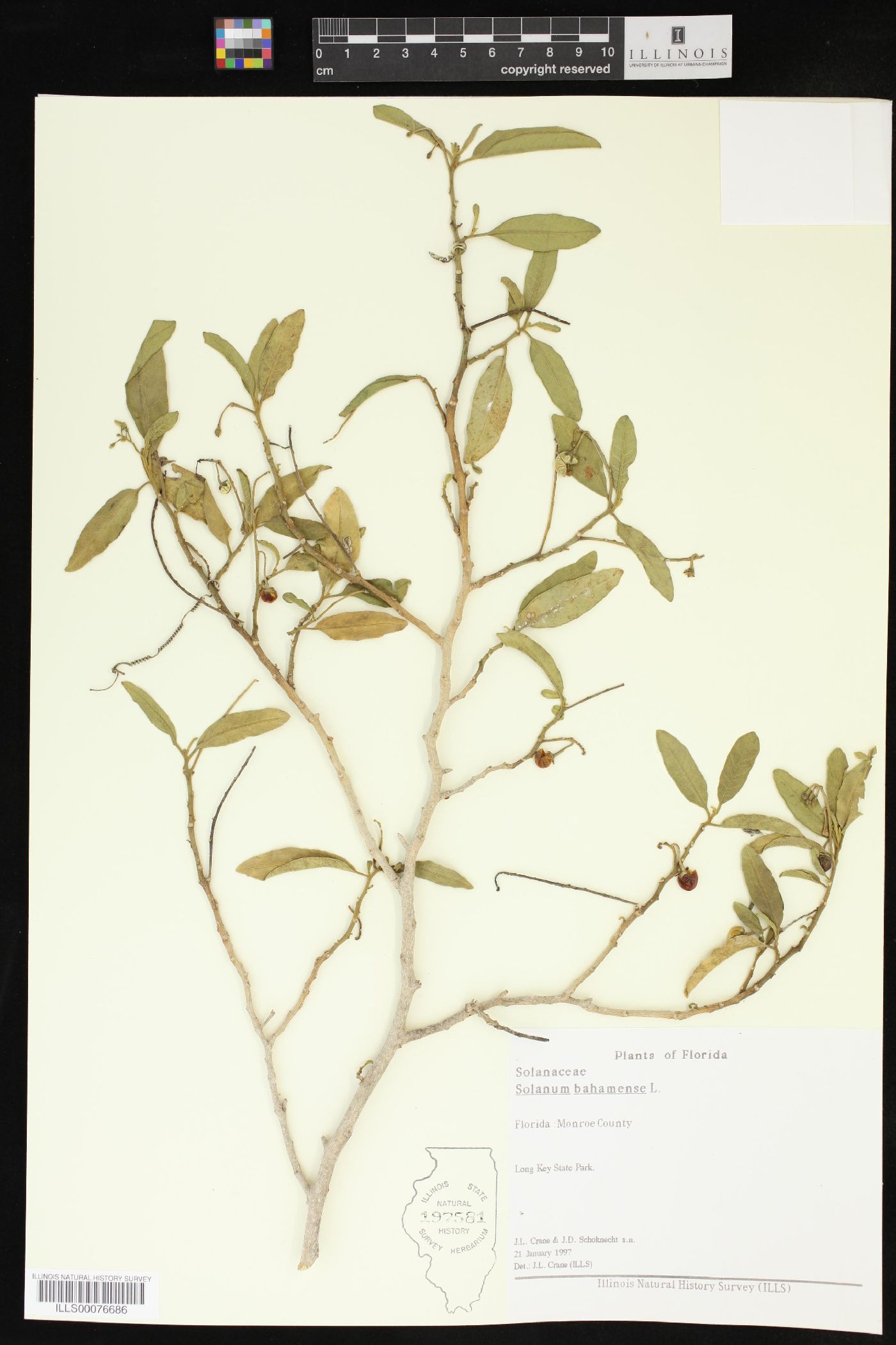 Solanum bahamense image