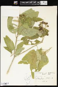 Solanum erianthum image