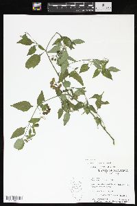 Solanum ptychanthum image