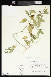 Solanum ptychanthum image