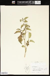 Solanum ptychanthum image