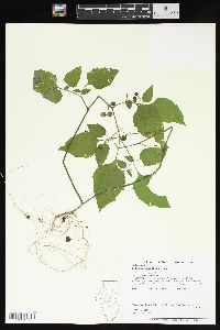 Solanum ptychanthum image