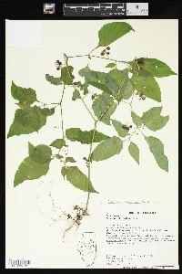 Solanum ptychanthum image