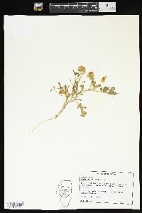 Solanum rostratum image