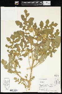 Solanum rostratum image