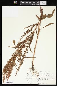 Rumex x acutus image