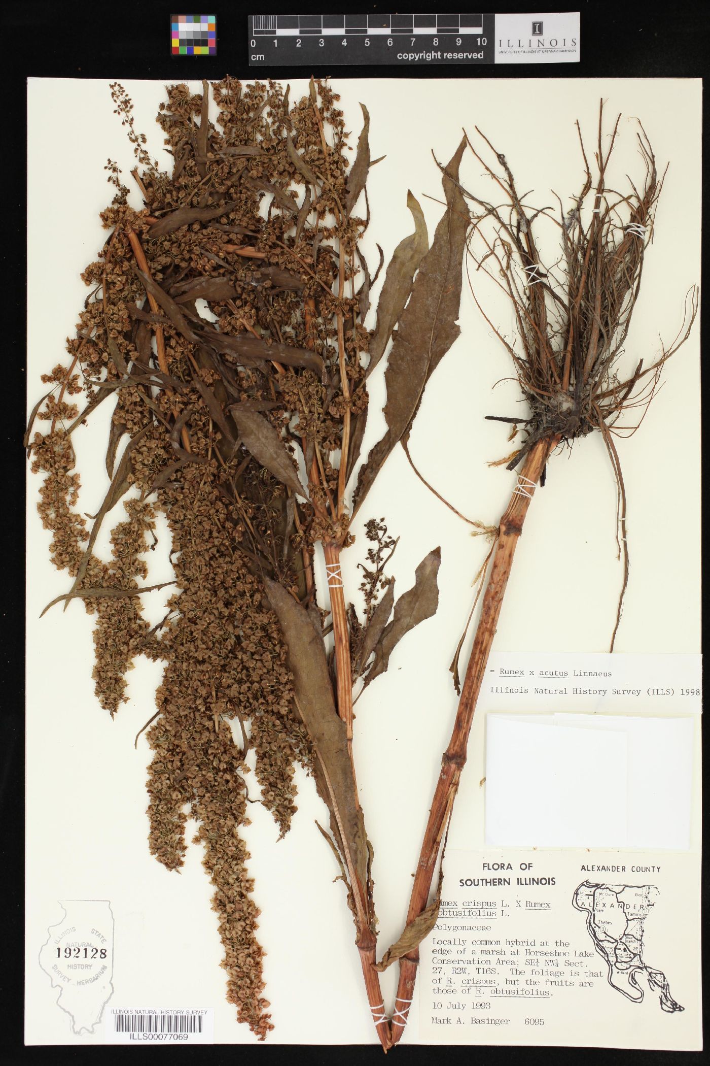 Rumex x acutus image