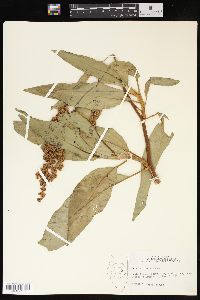 Rumex altissimus image