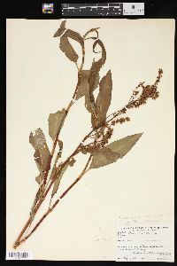 Rumex verticillatus image