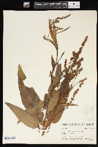 Rumex altissimus image