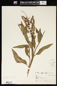 Rumex altissimus image