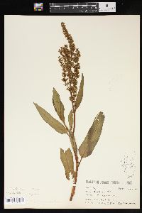 Rumex altissimus image