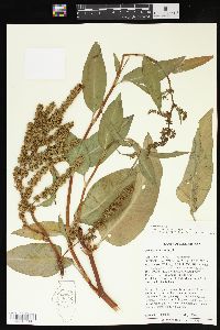 Rumex altissimus image