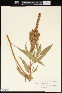 Rumex altissimus image