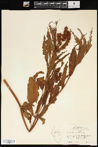 Rumex altissimus image