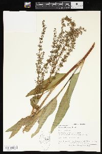 Rumex altissimus image