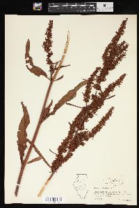 Rumex altissimus image