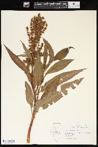 Rumex altissimus image