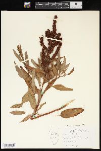 Rumex altissimus image