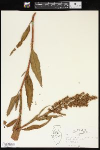 Rumex altissimus image