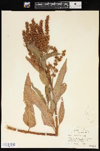 Rumex altissimus image