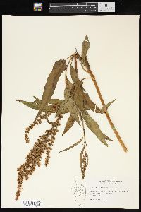 Rumex altissimus image