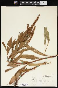 Rumex altissimus image