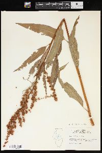 Rumex altissimus image