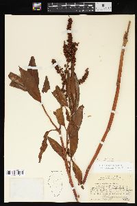 Rumex altissimus image