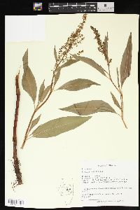 Rumex altissimus image