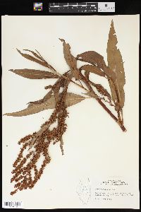 Rumex altissimus image