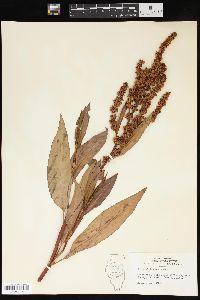 Rumex altissimus image