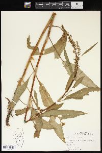 Rumex altissimus image