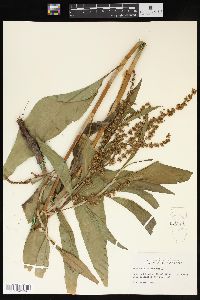 Rumex altissimus image