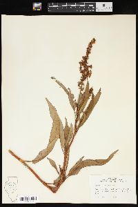 Rumex altissimus image