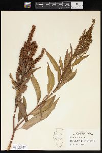 Rumex altissimus image