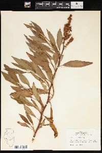 Rumex altissimus image