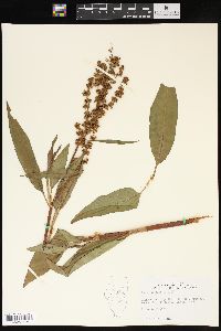 Rumex altissimus image