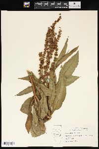 Rumex altissimus image