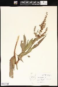 Rumex altissimus image