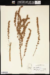 Rumex altissimus image