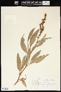 Rumex altissimus image