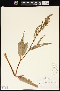 Rumex altissimus image