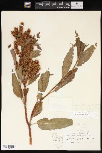 Rumex altissimus image