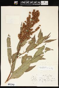 Rumex altissimus image