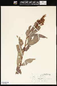 Rumex altissimus image