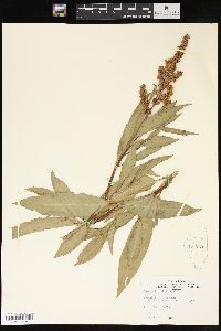 Rumex altissimus image