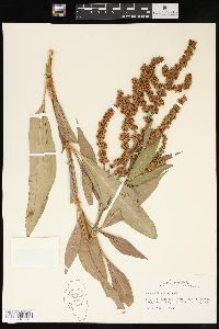 Rumex altissimus image